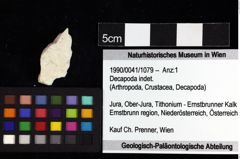 Foto (Objket + Etiketten) von Decapoda indet. 